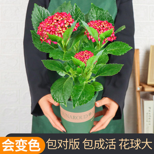 无尽夏绣球花苗盆栽花卉植物室内阳台带花苞好养的花四季开花不断