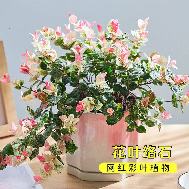 花叶络石花苗盆栽彩叶络石吊兰四季垂吊植物绿植花卉水培阳台精品