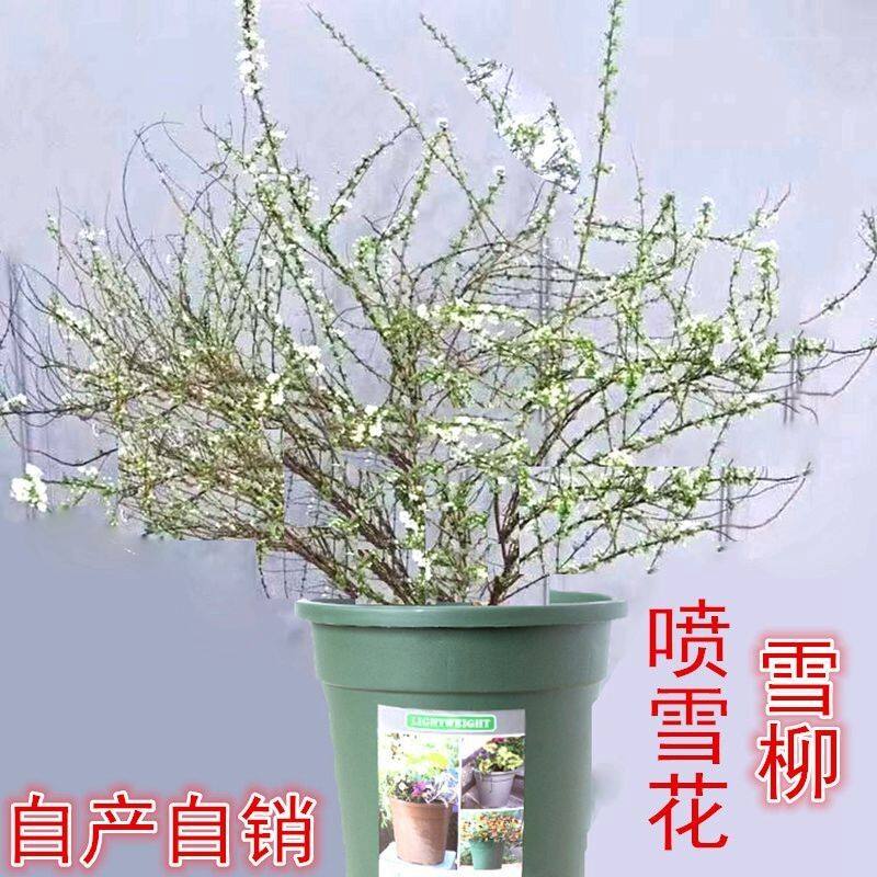 雪柳植物喷雪花苗盆栽花卉绿植珍珠梅绣线菊庭院阳台室内室外耐寒