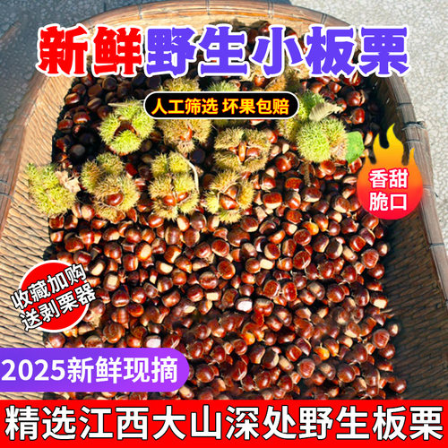 2025年野生小板栗生江西