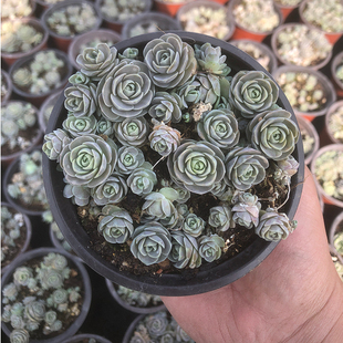 子持莲华多肉植物桌面盆栽易爆盆多侧芽景天科迷你奇趣萌物包邮