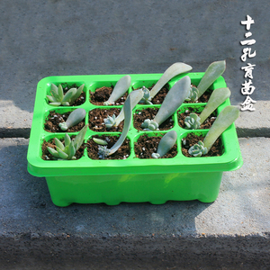 馨语花卉园艺用品12孔育苗盒育苗盘 育苗盆 家庭育苗箱 三件套