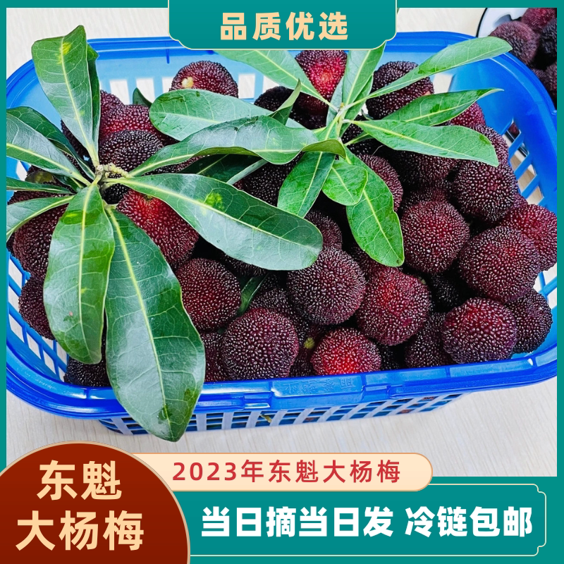 广西东魁大杨梅3斤6斤包邮果园直发