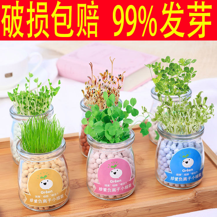 陶碳球负离子绿植栽多少钱 陶碳球负离子绿植栽优惠券免费领取 有条鱼 陶碳球负离子绿植栽多少钱 陶碳球负离子绿植栽优惠券免费领取 有条鱼