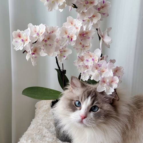【施华洛大婚纱】2.8寸蝴蝶兰花苗盆栽带花剑花卉绿植物四季循环