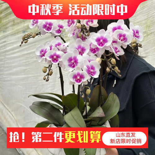 （凤凰鸟）蝴蝶兰花苗1.7寸花卉盆栽不带花剑和花苞四季开多花