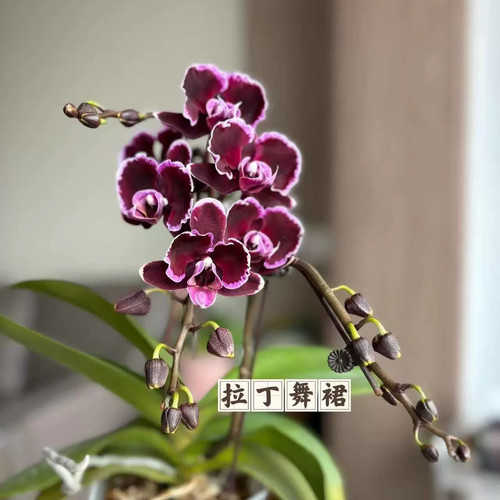 【拉丁舞裙】2.8寸蝴蝶兰花苗盆栽带花剑花卉绿植物四季循环