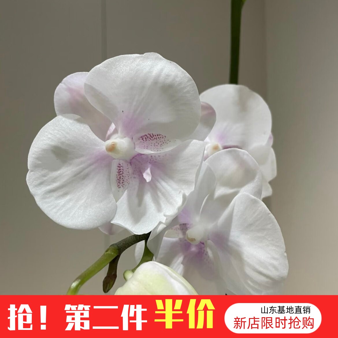 （和鸣白牡丹）蝴蝶兰花苗1.7寸花卉盆栽不带花剑和花苞四季开花图片
