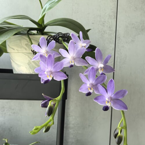 （幻想）蝴蝶兰花苗1.7寸无花剑年宵花卉绿植盆栽多季节开大花