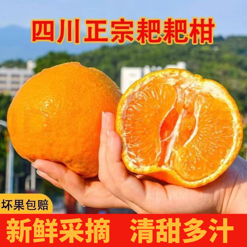 四川春见耙耙柑现摘新鲜水果正宗橘子丑柑橘粑粑柑桔包邮4.5斤,水产肉类/新鲜蔬果/熟食,桔子,淘宝优惠券,粉丝福利购,淘宝优惠卷