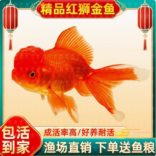 金鱼活鱼冷水鱼观赏鱼好养耐活金鱼鱼苗龙井红帽宠物鱼