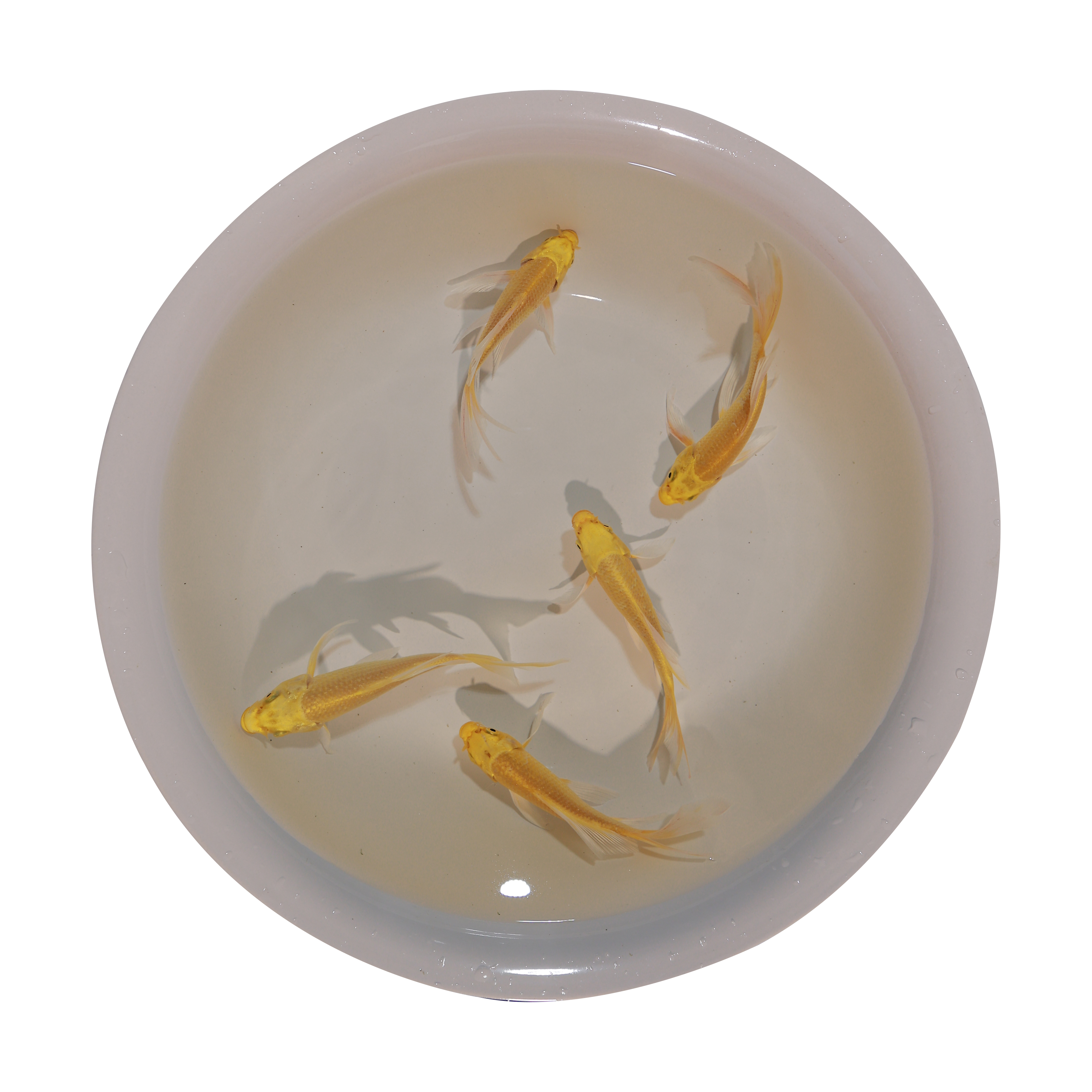 观赏鱼黄锦鲤金鱼活鱼锦鲤冷水鱼小型淡水鱼冷水血鹦鹉好痒耐活