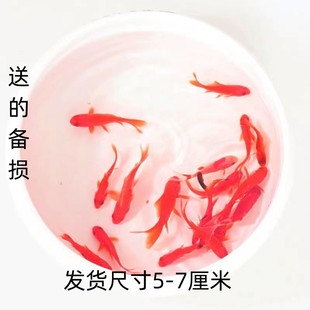 观赏鱼冷水鱼红白锦鲤耐活好养饲料鱼草金鱼活鱼