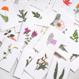 手工贺卡压花干花新年生日教师节pressed flowers Greeting card