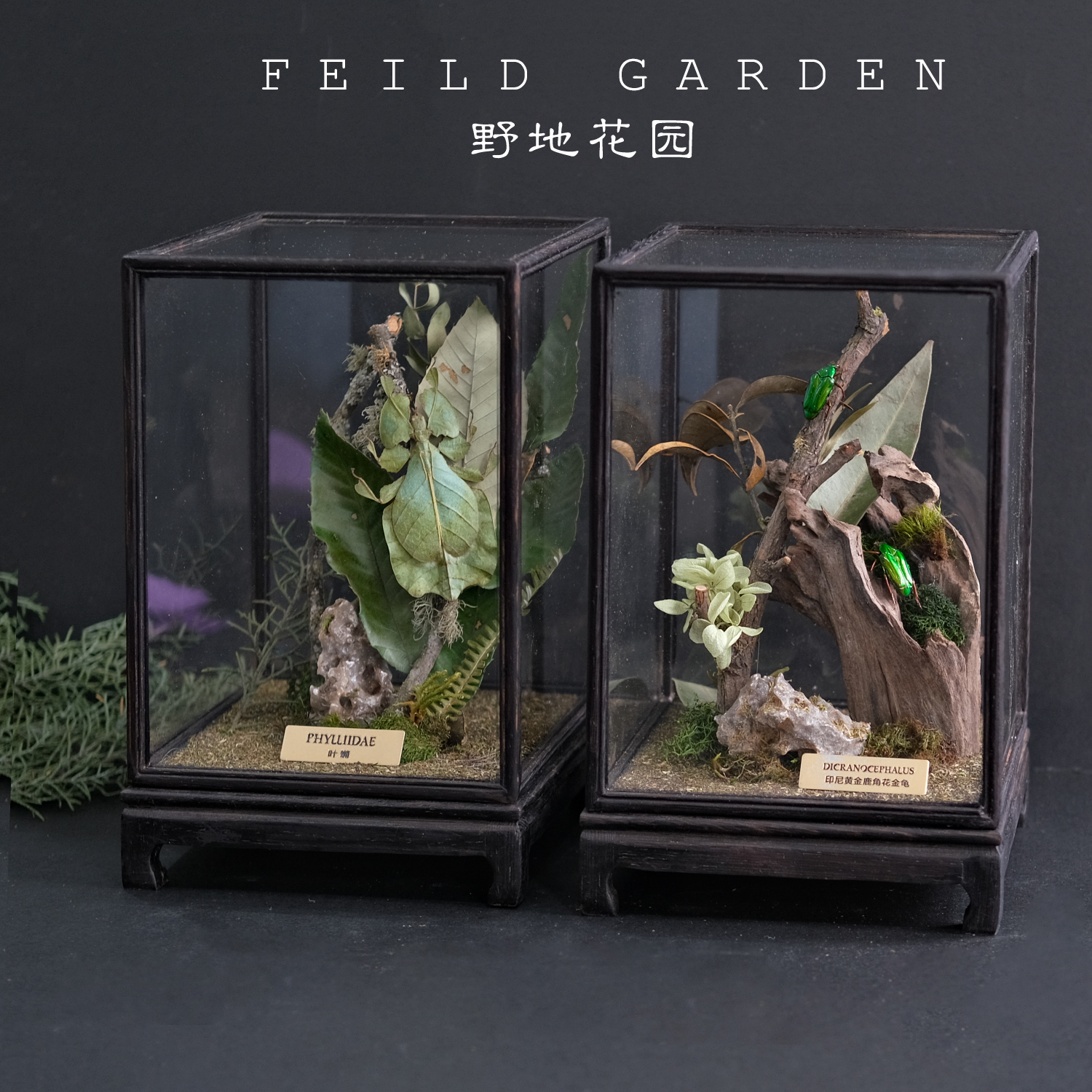 真实昆虫标本玻璃罩相框摆件科普