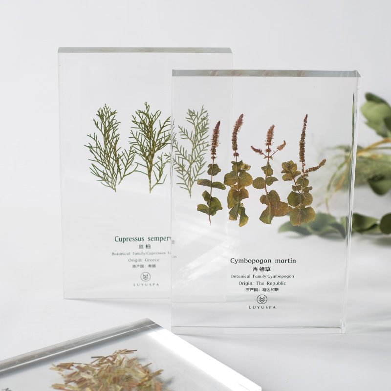 软装文化墙透明树脂植物标本