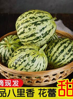 山东花美人甜瓜头茬当季新鲜水果现摘脆瓜香瓜蜜瓜花蕾瓜整箱包邮