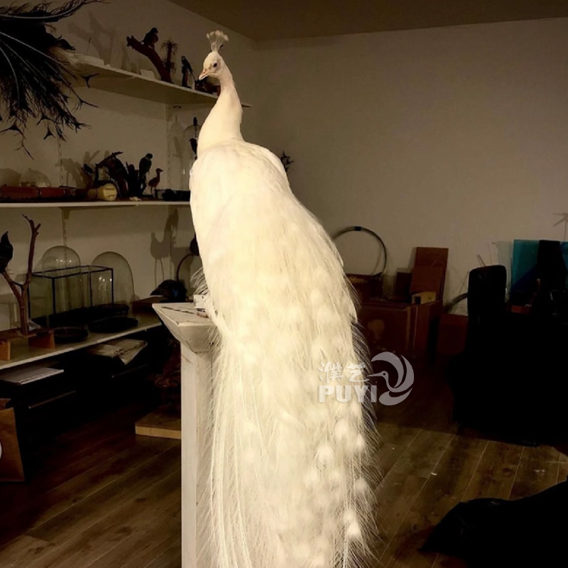 【精品】仿真白孔雀动物摆件家居装饰鸟类标本模型真羽毛摄影道具