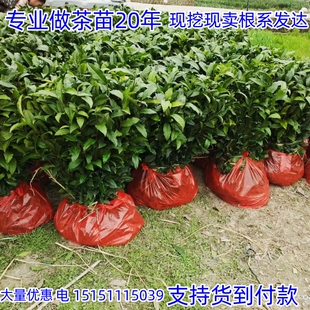 正宗茶苗黄金芽茶苗奶白茶树苗绿茶苗龙井苗安吉白茶树苗碧螺春苗