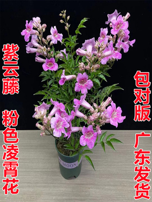 粉凌霄 当年开花阳台庭院盆栽非洲凌霄花 紫云藤粉色凌霄花多年生