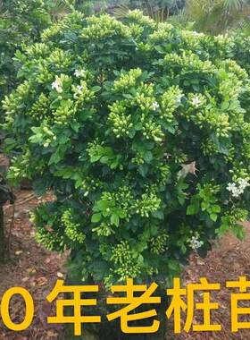 老桩九里香开花驱蚊驱虫七里香阳台庭院造景花卉绿植净化空气盆栽