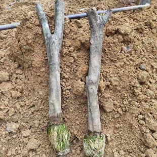 广州从化桂味荔枝树苗高压圈枝大树果苗冰荔仙进奉糯米滋无核带土