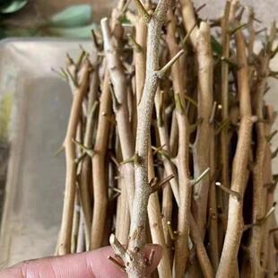 广州从化发货嫁接枝条芽穗新品种荔枝嫁接枝条荔枝品种改良