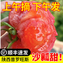 水果番茄生吃蔬菜 陕西泾阳普罗旺斯5斤沙瓤西红柿新鲜自然熟当季