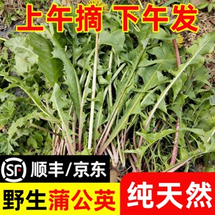秦岭野生蒲公英新鲜当季蔬菜现挖婆婆丁整根带花地丁菜茶泡水嫩叶