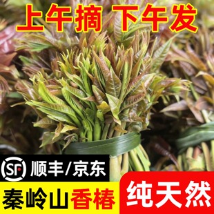 现摘陕西秦岭头茬野生香椿芽新鲜蔬菜露天非红油香椿现货当季冷链
