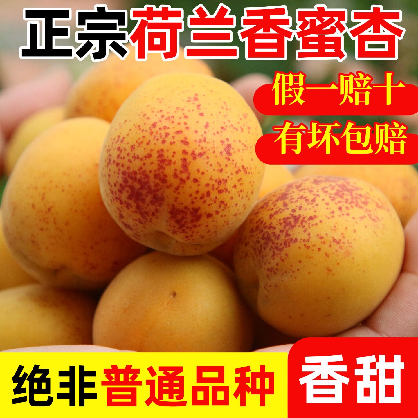 山东烟台正宗荷兰香蜜杏当季新鲜非新疆小白杏吊干杏顺丰5斤包邮