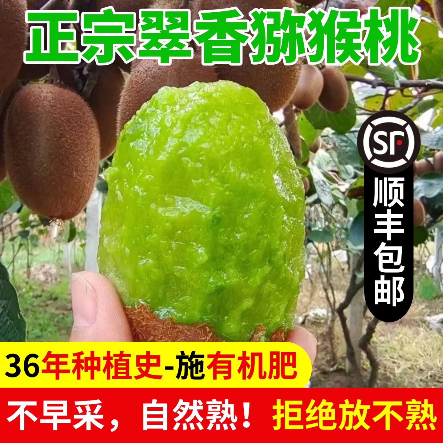 一口就沦陷陕西周至翠香猕猴桃