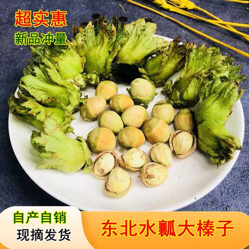 26年青皮东北大榛子新鲜水瓤