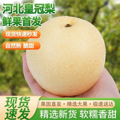 河北皇冠梨子赵县正宗当季水果新鲜整箱产地现摘速发10斤包邮5雪