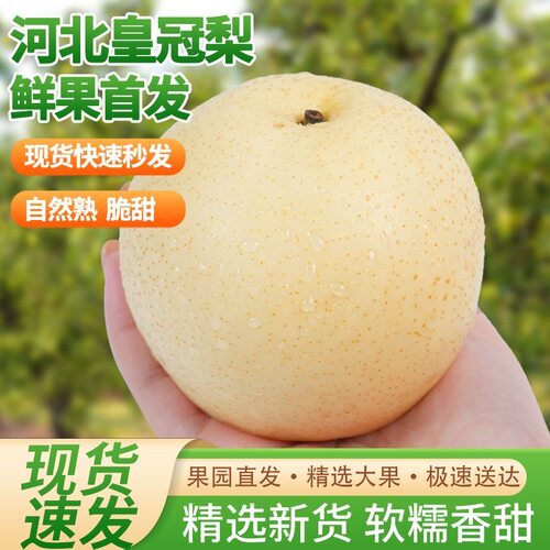 河北皇冠梨子赵县正宗当季水果新鲜整箱产地现摘速发10斤包邮5雪