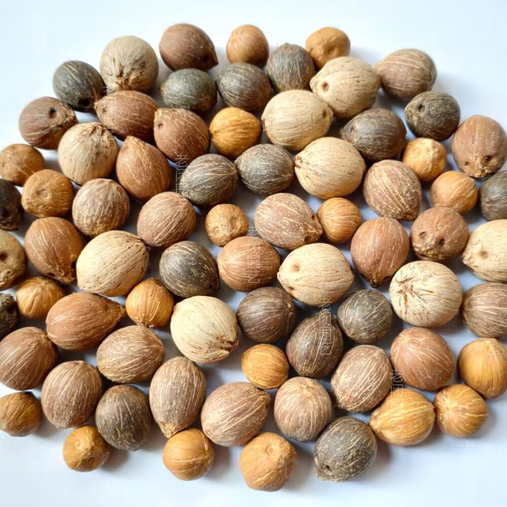 招财紫金鼠 棕榈科金山葵种苗三眼菩提原籽散珠佛珠手串雕刻盘串