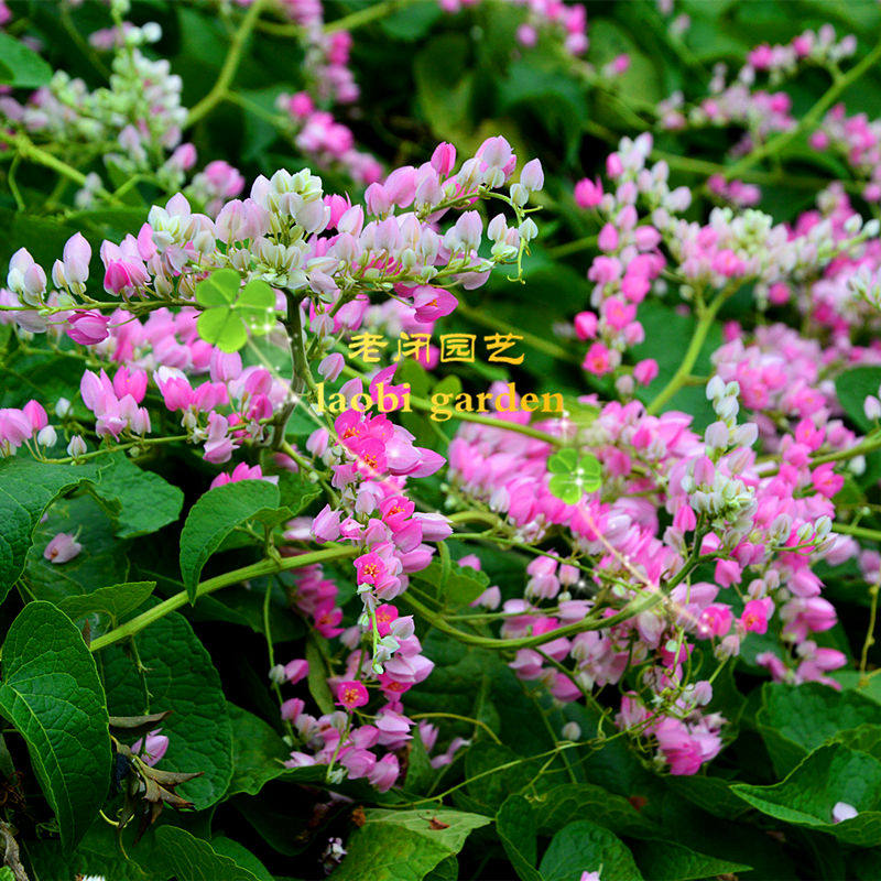 珊瑚藤种子苗 粉色凤冠宝石紫苞旭日藤 爬藤常绿花卉植物 满包邮