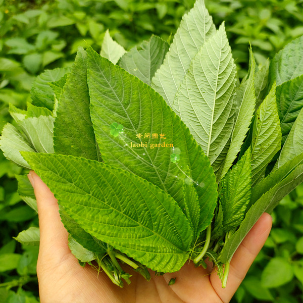 埃及帝王菜种子苗 国王菜野麻婴麻叶菜 蔬菜野菜阳台盆栽 满包邮 鲜花速递/花卉仿真/绿植园艺 绿植 原图主图