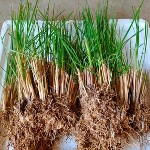 龙须草根头种苗 蓑衣草 粽绳 草编材料