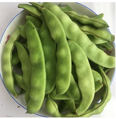 正宗东北油豆角新鲜蔬菜九月青面豆角开锅烂食用农产品