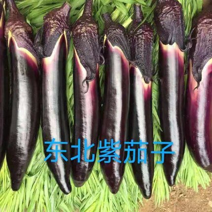 东北茄子新鲜紫长茄子新鲜时令蔬菜农家自种烧烤茄子现摘现发
