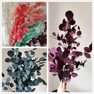 永生苹果叶尤加利圆叶桉美叶桉树叶家居装饰花材花束叶材