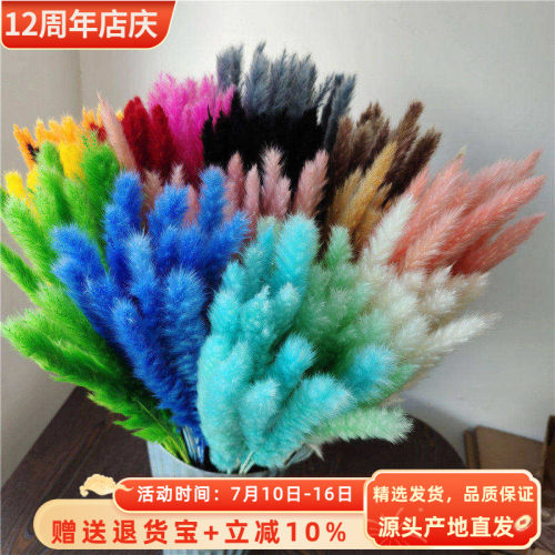 ins网红北欧干花束粉色芦苇森系