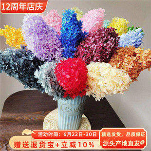 单支木绣球北欧风家居装饰云南永生花干花花束婚礼布置绣球花材