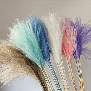 芦苇干花工厂软毛小拂尘花亚马逊跨境供货干花蒲苇网红永生花装饰