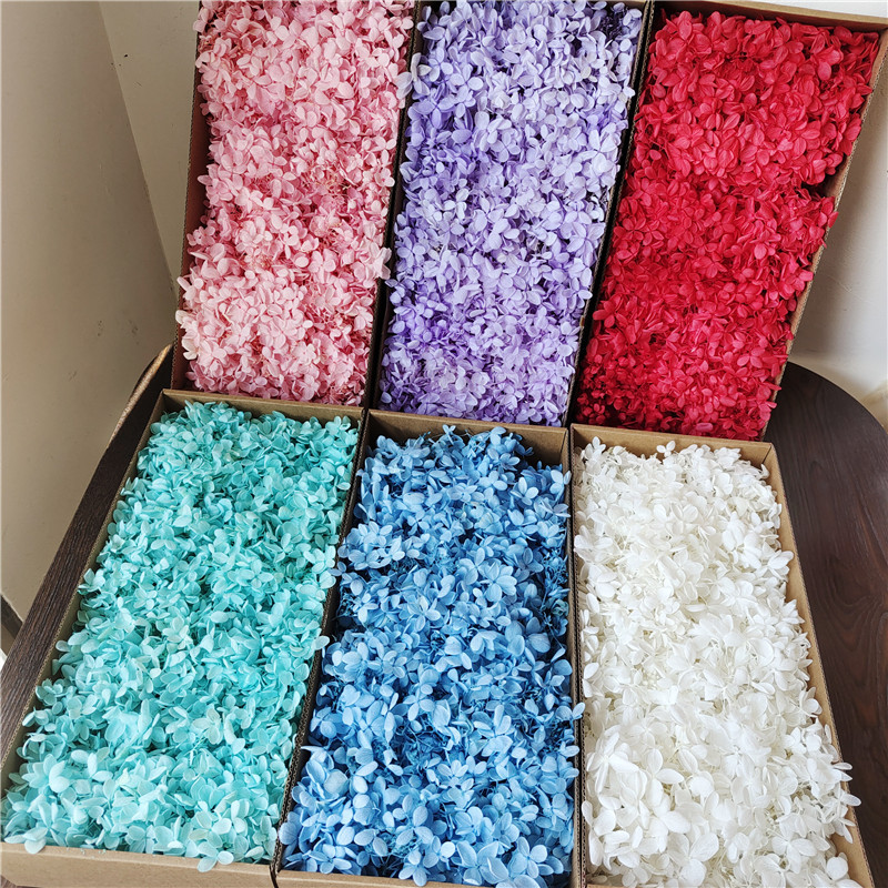 绣球花木100克塔状中叶云南diy