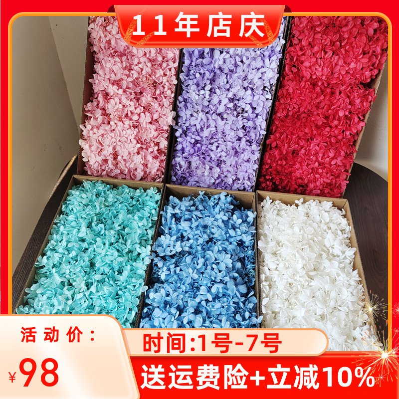 绣球花木100克塔状中叶云南diy