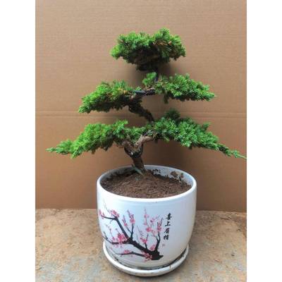 迎客地柏松树类造型盆景盆栽造型植物四季常青阳台客厅庭院柏松类