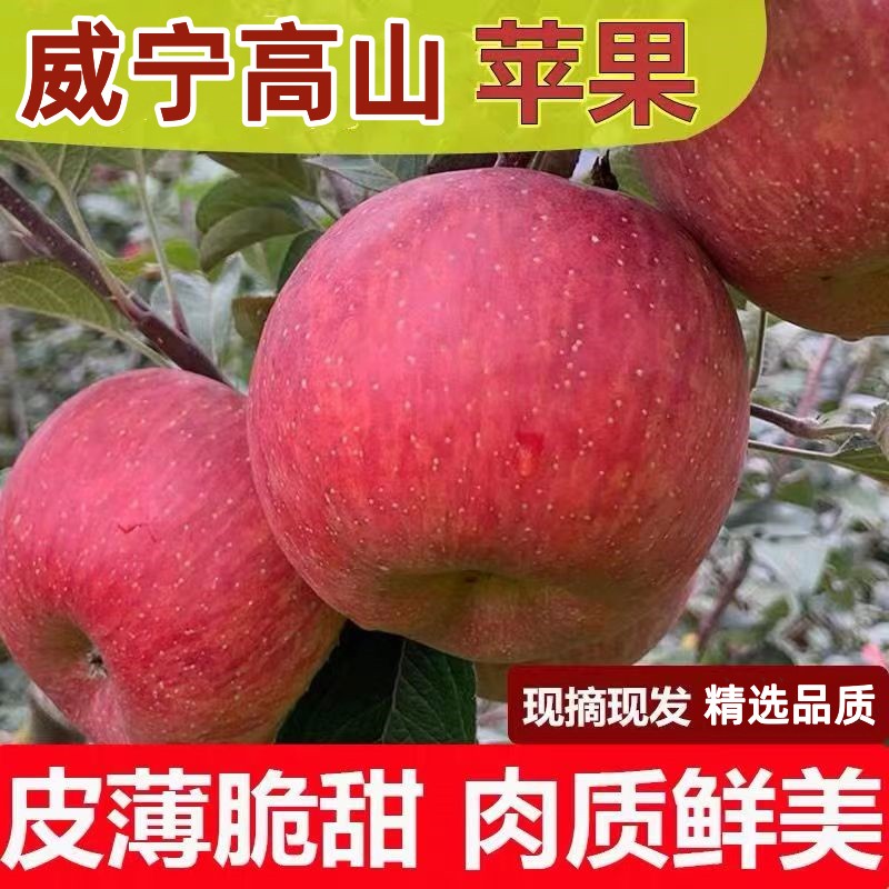 正宗威宁苹果新鲜现摘贵州毕节高山冰糖心丑苹果脆甜9斤孕妇水果