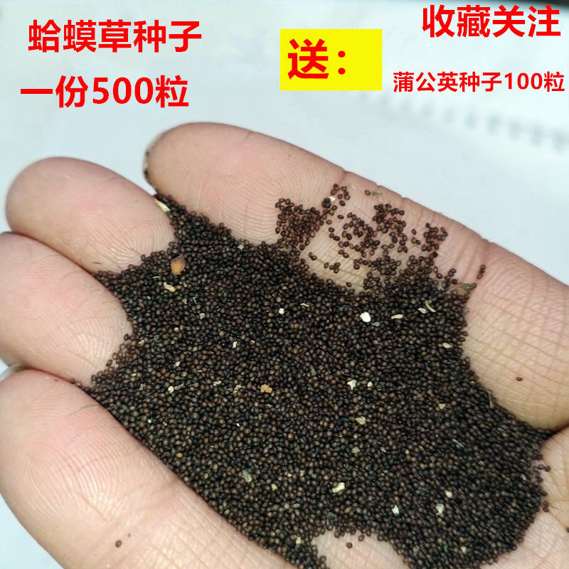 种子蛤蟆草种子荔枝草四季阳台家庭种植发芽率高草药野菜蔬菜种籽
